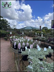 A large display of flowers and plants for sale at a nursery.