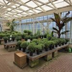 A large display of potted plants in a greenhouse setting.