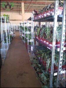A large display of potted plants in a store.