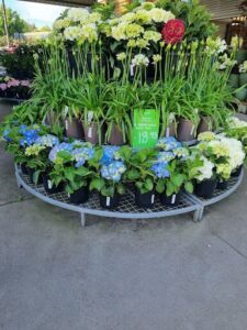 A large display of potted plants, including blue and white flowers, is on sale for $13.