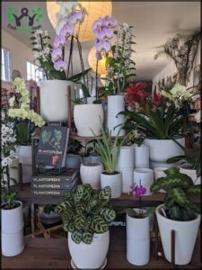 A large display of potted plants, including orchids, are arranged on a table.