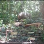 A large elephant is standing in a forest, surrounded by trees and a crocodile.