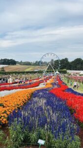 A large Ferris wheel is surrounded by a beautiful garden of flowers.
