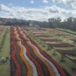 A large field of flowers is displayed in a rainbow pattern, with people walking around and enjoying the beauty of the garden.