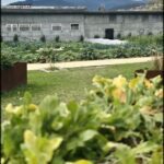 A large garden with a variety of plants, including a large number of broccoli plants.