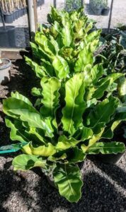 A large green leafy plant is sitting in a pot.
