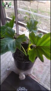 A large green leafy plant is sitting in a pot on a windowsill.