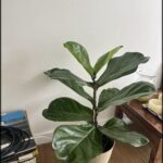 A large green leafy plant is sitting in a white pot on a wooden table.