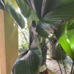 A large green palm tree with a tag on it.