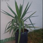 A large green plant in a black pot.