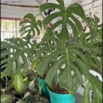 A large green plant is growing in a blue pot, surrounded by other potted plants.