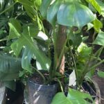A large green plant is growing in a pot, surrounded by other plants.