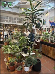A large green plant stands tall in a room filled with potted plants.