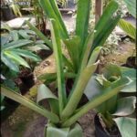A large green plant with a long leaf is sitting in a pot on a dirt ground.