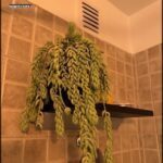 A large green plant with long leaves is hanging from a shelf in a bathroom.
