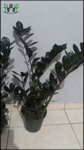 A large green plant with long leaves is sitting in a pot.