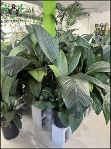 A large green plant with long leaves is sitting in a pot.