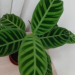 A large green plant with long leaves is sitting in a red pot.