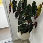 A large green plant with red flowers in a white pot.