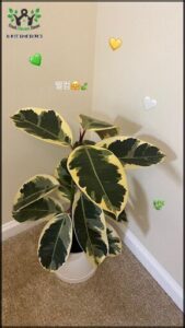 A large green plant with yellow leaves is sitting in a pot.