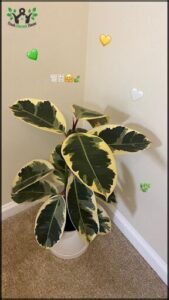 A large green plant with yellow leaves is sitting in a pot.