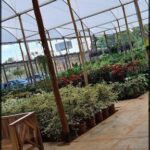 A large greenhouse filled with various plants and flowers.