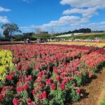 A large group of people are gathered in a field, admiring the beautiful display of flowers.