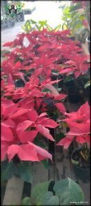 A large group of red flowers are displayed in a wooden box.