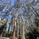 A large group of trees with a blue sky above.