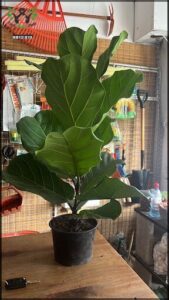 A large leafy plant is sitting in a pot, surrounded by various gardening tools.
