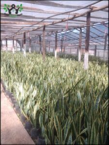 A large number of green plants are growing in a greenhouse.