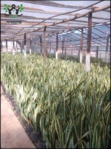 A large number of green plants are growing in a greenhouse, with some of them being leafy plants.