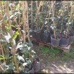 A large number of potted plants are displayed in a garden, with various sizes and types of plants.