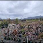 A large number of potted plants are lined up in a row, creating a visually appealing display.