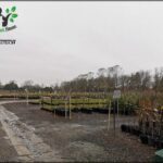 A large number of potted plants are lined up in a row, with a dirt road in between.