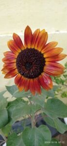A large orange sunflower with a black center.