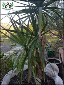 A large palm tree is in a pot, with a mirror on the ground in front of it.