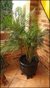 A large palm tree is sitting in a black pot on a brick patio.