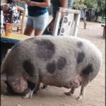 A large pig is seen eating food off the ground.