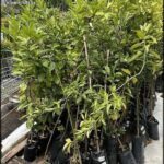A large pile of small trees in black pots, ready to be planted.