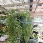 A large plant with a long vine is hanging from the ceiling.