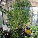 A large plant with long green leaves is hanging from a ceiling, creating a unique and eye-catching display.
