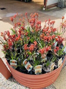 A large pot filled with red flowers sits on a table.