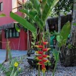 A large red flower stands out in a garden setting.