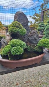 A large rock is in a bowl of water, surrounded by a variety of plants.