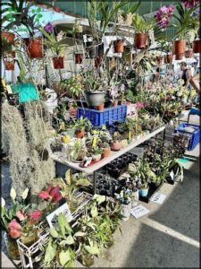 A large table filled with a variety of potted plants, including orchids, is on display at a market.