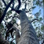 A large tree with a big trunk and branches.