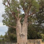 A large tree with a carving of a man and woman on it.