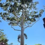 A large tree with a trunk that is white and brown.