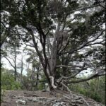 A large tree with a twisted trunk stands in a forest.